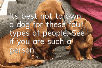 It’s best not to own a dog for these four types of people. See if you are such a person.