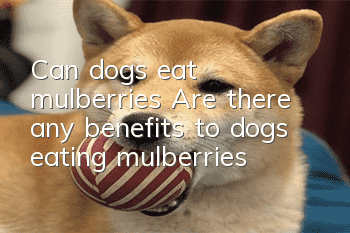 Can dogs eat mulberries? Are there any benefits to dogs eating mulberries?