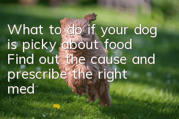 What to do if your dog is picky about food? Find out the cause and prescribe the right medicine.