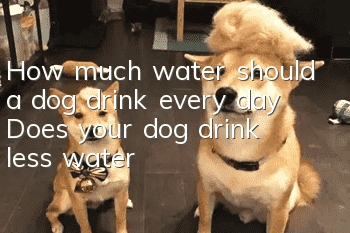 How much water should a dog drink every day? Does your dog drink less water?