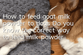 How to feed goat milk powder to dogs? Do you know the correct way to feed milk powder?