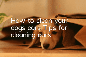 How to clean your dog’s ears Tips for cleaning ears