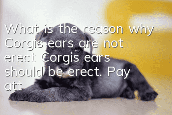What is the reason why Corgi’s ears are not erect? Corgi’s ears should be erect. Pay attention to calcium supplementation.