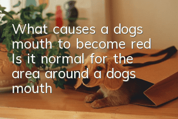 What causes a dog’s mouth to become red? Is it normal for the area around a dog’s mouth to become red?