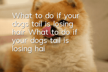 What to do if your dog’s tail is losing hair What to do if your dog’s tail is losing hair