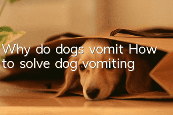 Why do dogs vomit? How to solve dog vomiting
