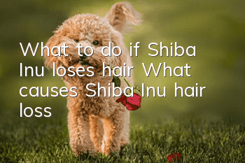 What to do if Shiba Inu loses hair? What causes Shiba Inu hair loss?