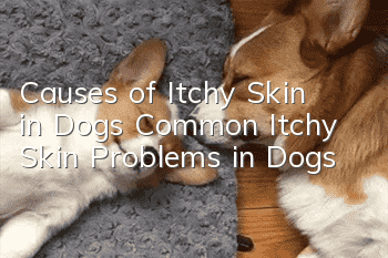 Causes of Itchy Skin in Dogs Common Itchy Skin Problems in Dogs