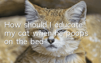 How should I educate my cat when he poops on the bed?
