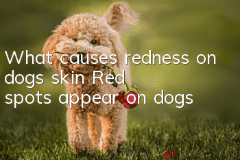 What causes redness on dogs’ skin? Red spots appear on dogs