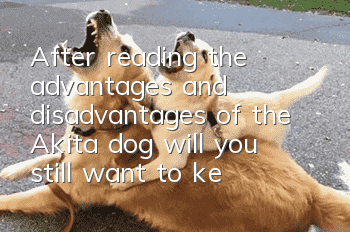 After reading the advantages and disadvantages of the Akita dog, will you still want to keep it?