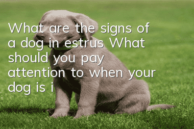 What are the signs of a dog in estrus? What should you pay attention to when your dog is in estrus?