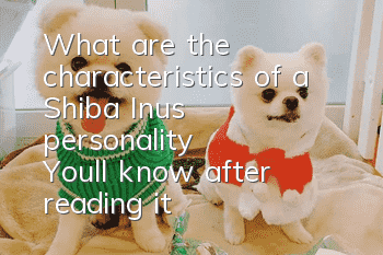 What are the characteristics of a Shiba Inu’s personality? You'll know after reading it