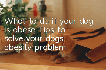 What to do if your dog is obese? Tips to solve your dog’s obesity problem