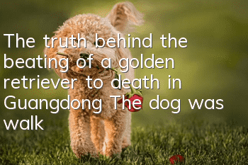 The truth behind the beating of a golden retriever to death in Guangdong: The dog was walked without a leash and the perpetrator complained first