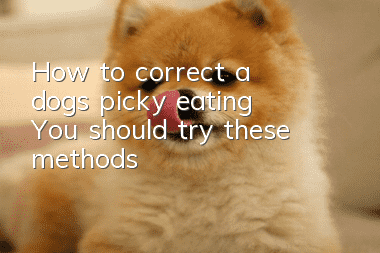 How to correct a dog’s picky eating? You should try these methods