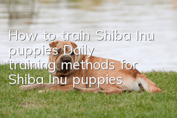 How to train Shiba Inu puppies? Daily training methods for Shiba Inu puppies!