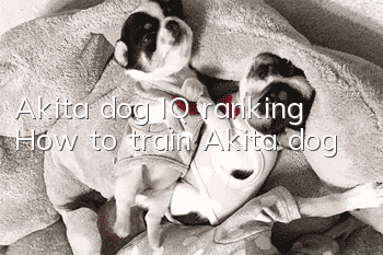 Akita dog IQ ranking How to train Akita dog