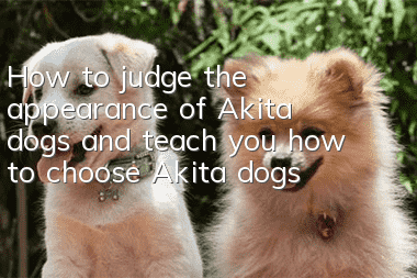 How to judge the appearance of Akita dogs and teach you how to choose Akita dogs