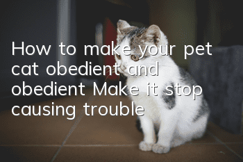 How to make your pet cat obedient and obedient? Make it stop causing trouble!