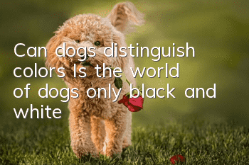 Can dogs distinguish colors? Is the world of dogs only black and white?
