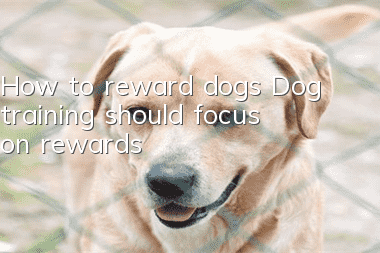 How to reward dogs Dog training should focus on rewards