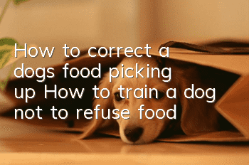 How to correct a dog’s food picking up? How to train a dog not to refuse food?