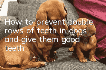 How to prevent double rows of teeth in dogs and give them good teeth