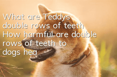 What are Teddy’s double rows of teeth? How harmful are double rows of teeth to dogs’ health?