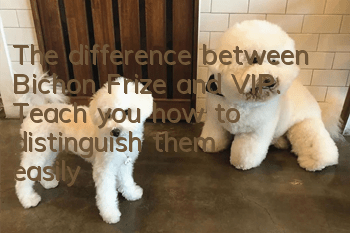 The difference between Bichon Frize and VIP. Teach you how to distinguish them easily