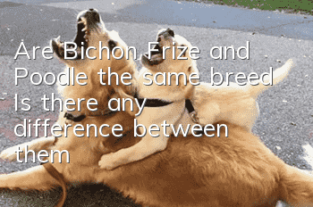 Are Bichon Frize and Poodle the same breed? Is there any difference between them?