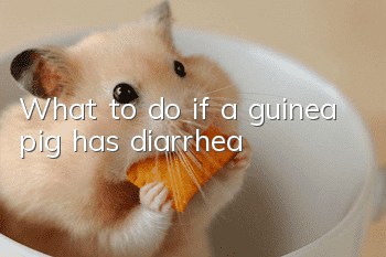 What to do if a guinea pig has diarrhea