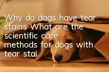 Why do dogs have tear stains? What are the scientific care methods for dogs with tear stains?