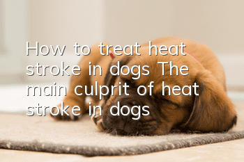 How to treat heat stroke in dogs? The main culprit of heat stroke in dogs