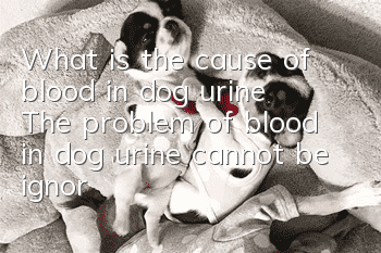 What is the cause of blood in dog urine? The problem of blood in dog urine cannot be ignored.