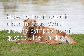 How to treat gastric ulcer in dogs? What are the symptoms of gastric ulcer in dogs?