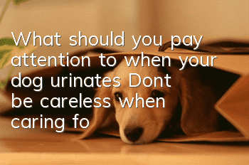 What should you pay attention to when your dog urinates? Don’t be careless when caring for your dog