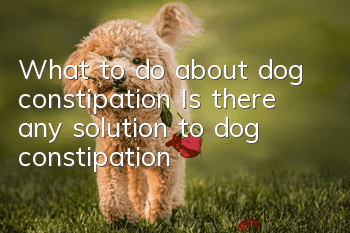 What to do about dog constipation? Is there any solution to dog constipation?