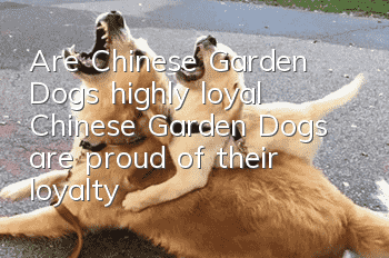 Are Chinese Garden Dogs highly loyal? Chinese Garden Dogs are proud of their loyalty!