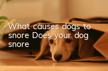 What causes dogs to snore? Does your dog snore?