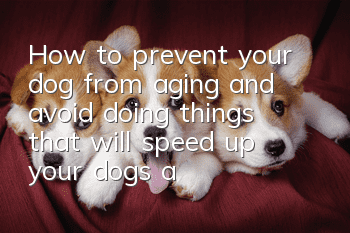 How to prevent your dog from aging and avoid doing things that will speed up your dog’s aging!