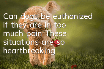 Can dogs be euthanized if they are in too much pain? These situations are so heartbreaking.