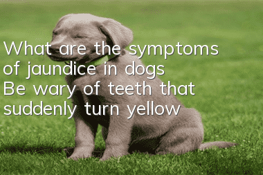 What are the symptoms of jaundice in dogs? Be wary of teeth that suddenly turn yellow