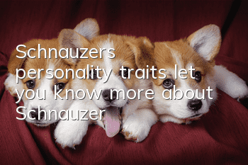Schnauzer’s personality traits let you know more about Schnauzer