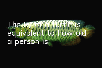 The IQ of a turtle is equivalent to how old a person is