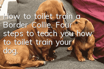 How to toilet train a Border Collie. Four steps to teach you how to toilet train your dog.