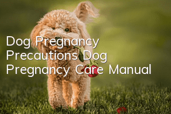 Dog Pregnancy Precautions Dog Pregnancy Care Manual