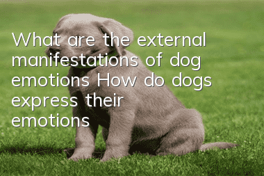 What are the external manifestations of dog emotions? How do dogs express their emotions?