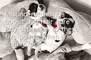Misunderstandings about dog hair care: Pay attention to these five points when caring for your dog’s hair