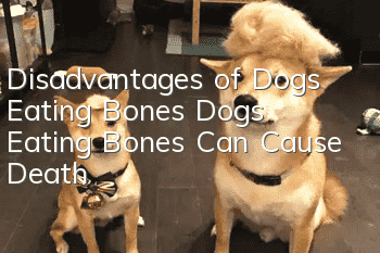 Disadvantages of Dogs Eating Bones Dogs Eating Bones Can Cause Death